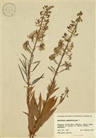 藏品(柳葉菜)的圖片